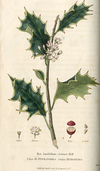 Illustration of Common Holly