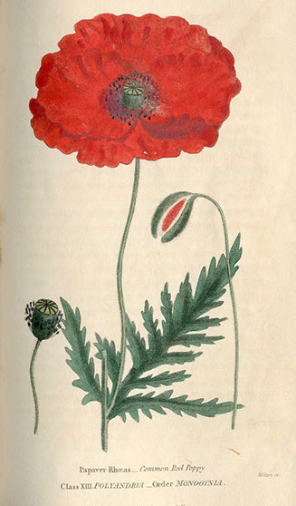 Illustration of Common Red Poppy