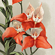 illustration of orange orchid