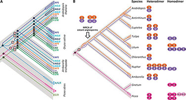 Figure 4. Amborella as the reference for understanding the molecular developmental genetics of flower evolution.